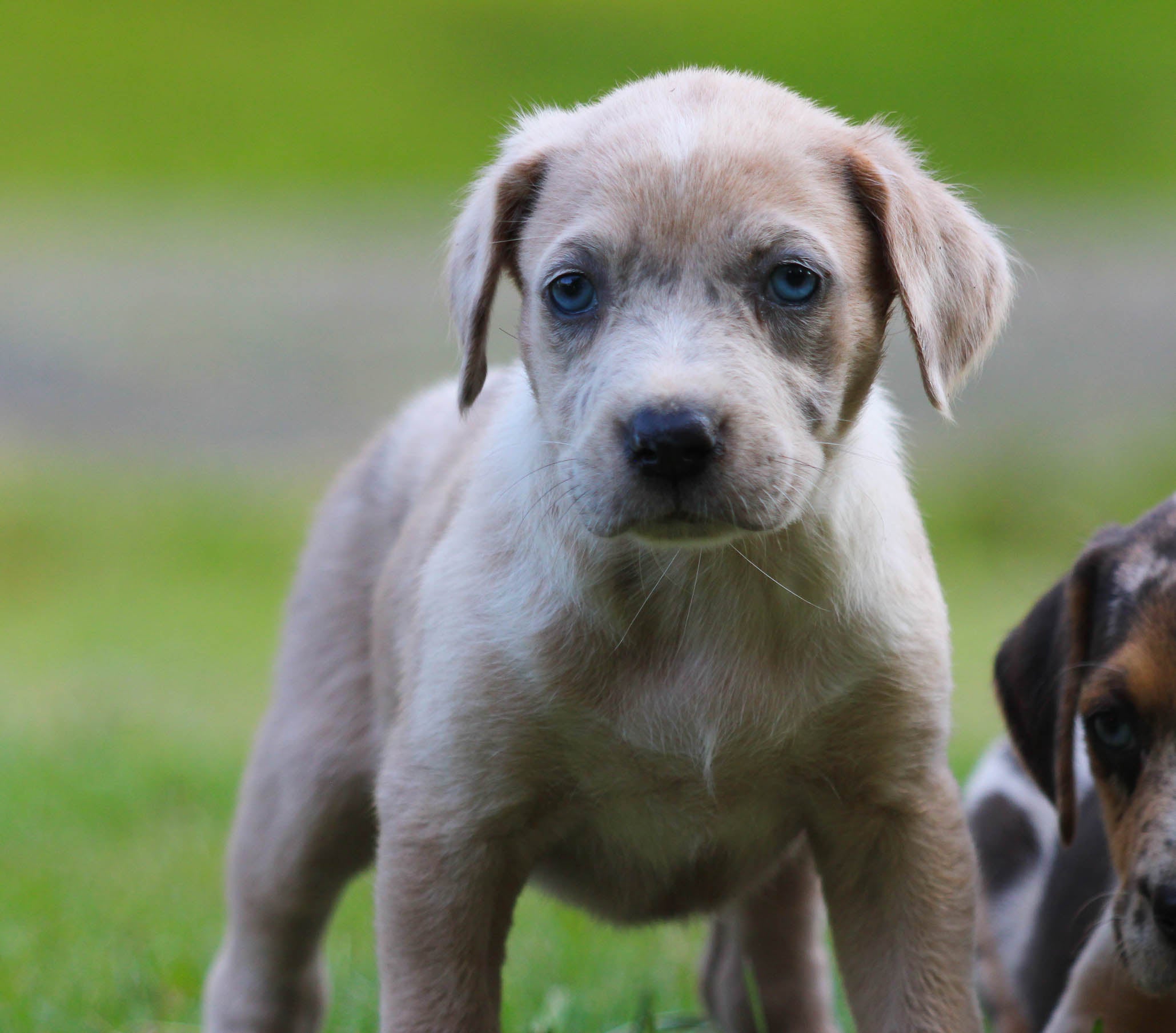 Puppy Bull Arab Catahoula X Bull Arab Catahoula Pit Deals Quality