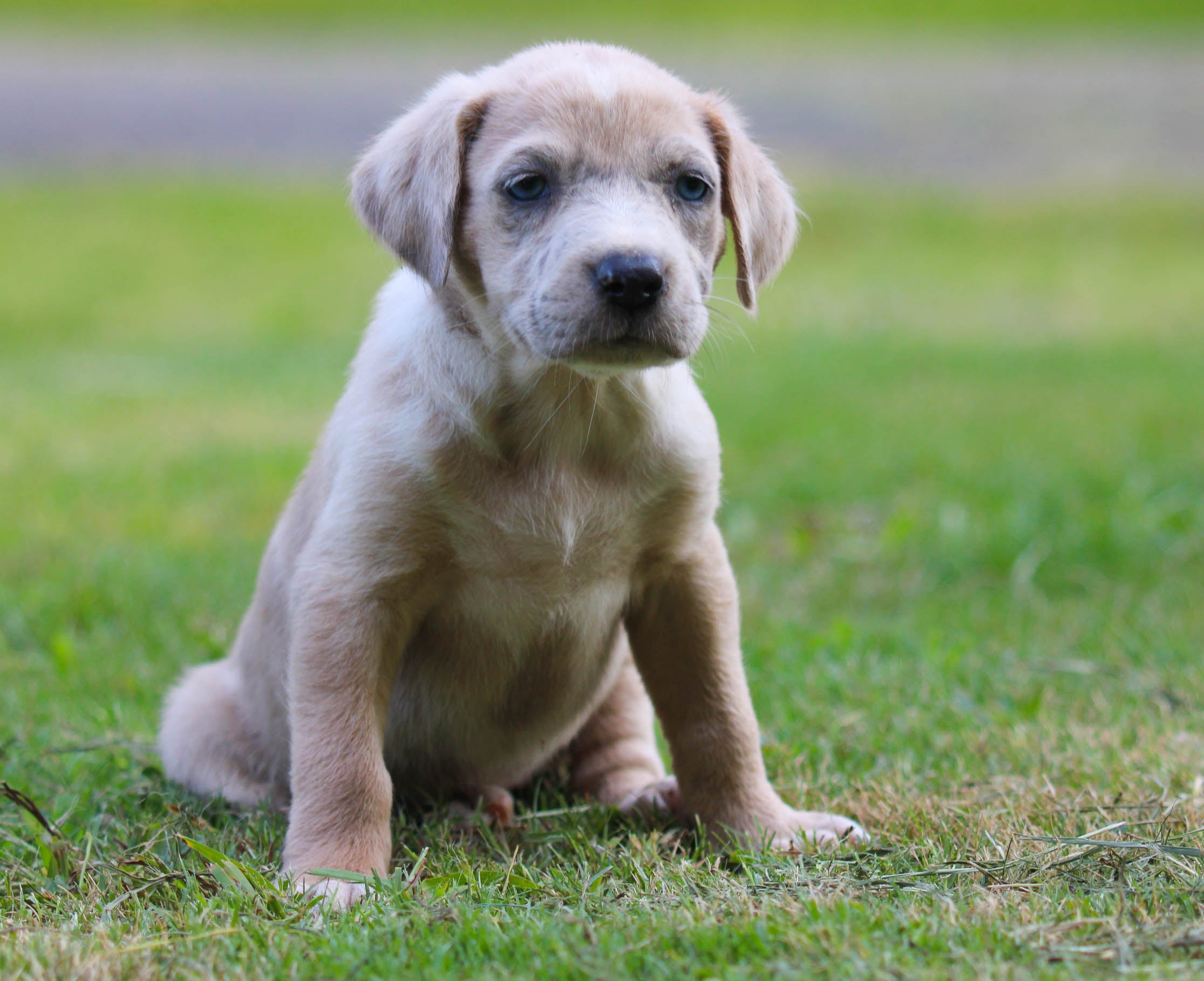 Catahoula lab mix store puppies for sale