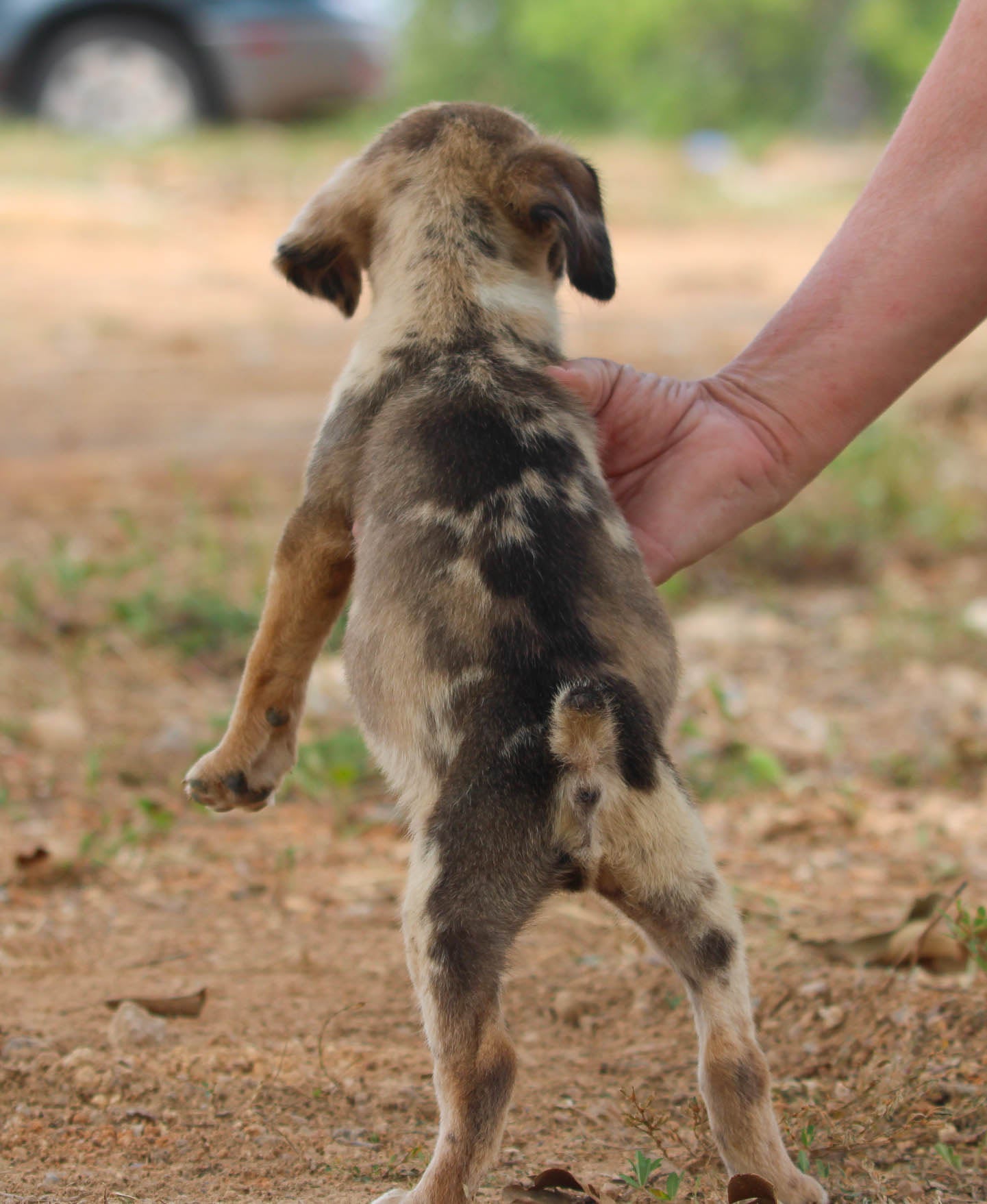 Catahoula Leopard Blue Heeler Bloodhound Mix Blue Heeler And