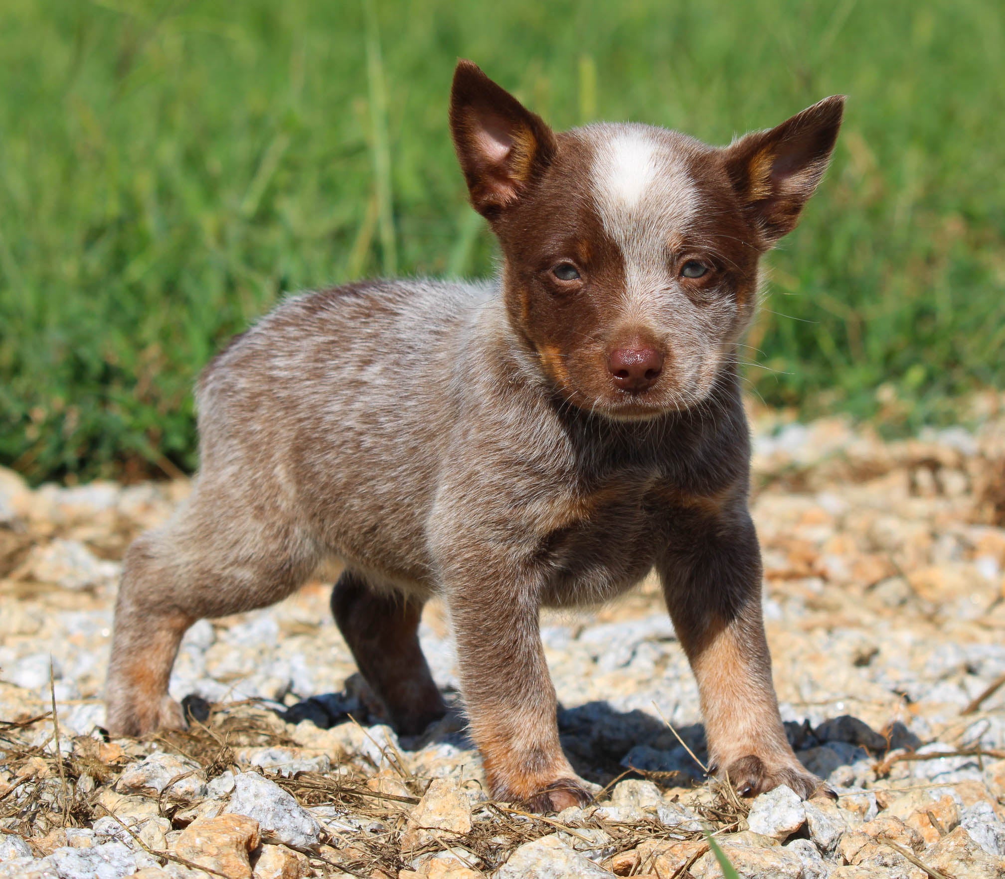 Chocolate heeler cheap puppies for sale