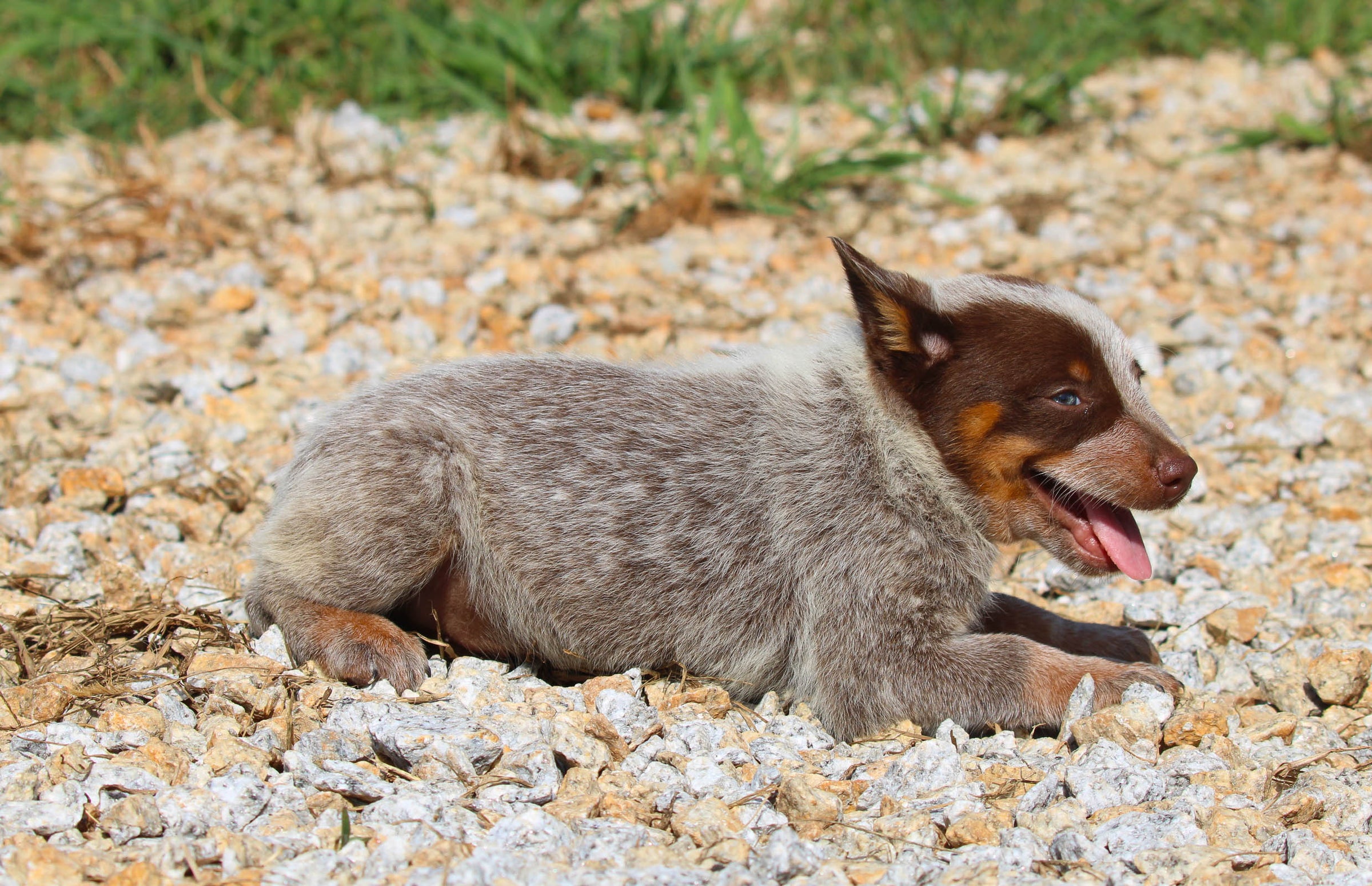 Chocolate 2025 cattle dog