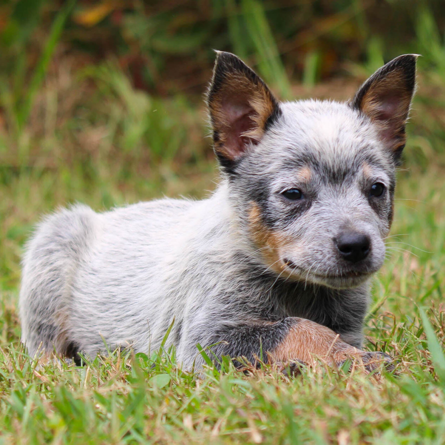Blue top heeler mini