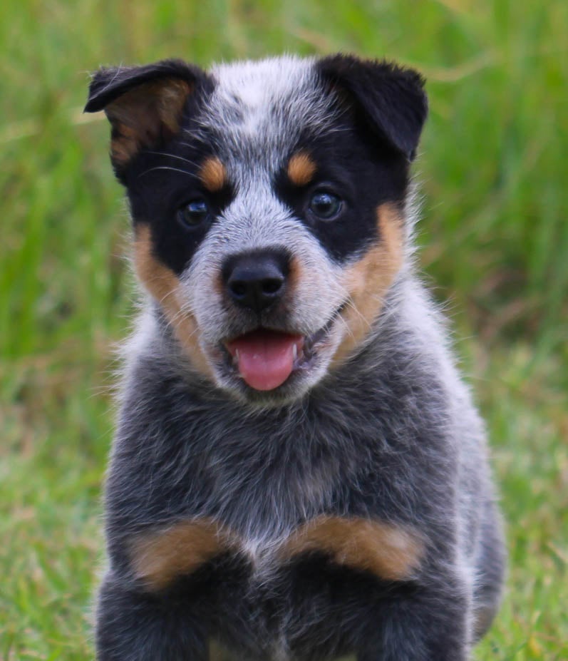 Blue Heeler Rottweiler Mix