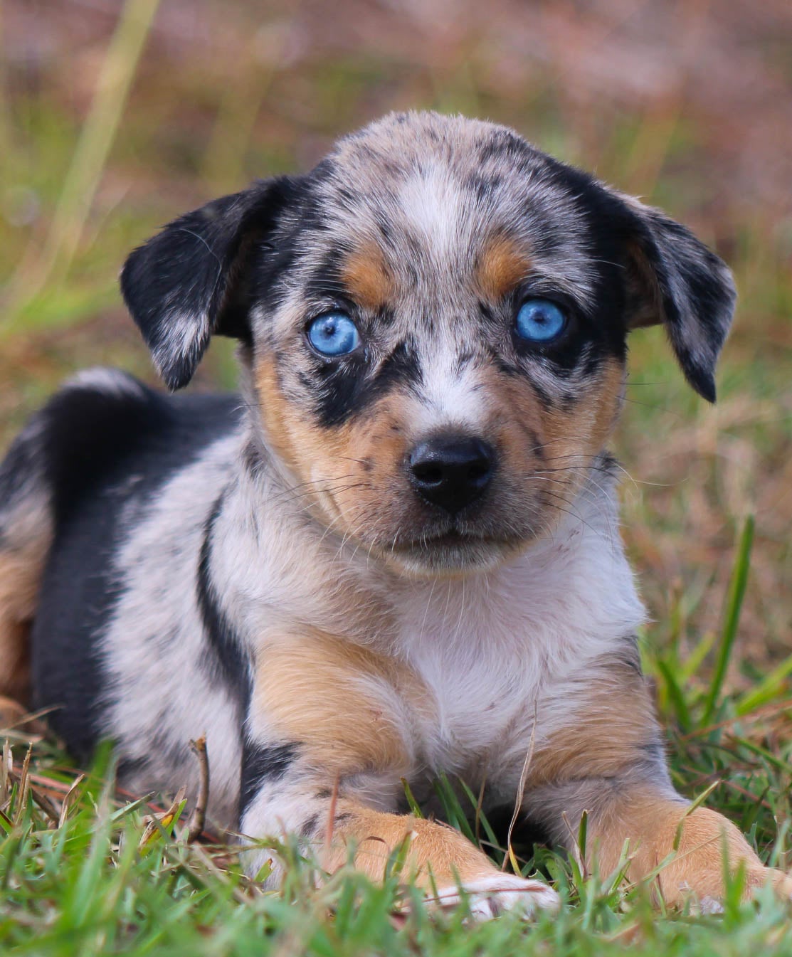 Blue heeler with blue eyes clearance for sale