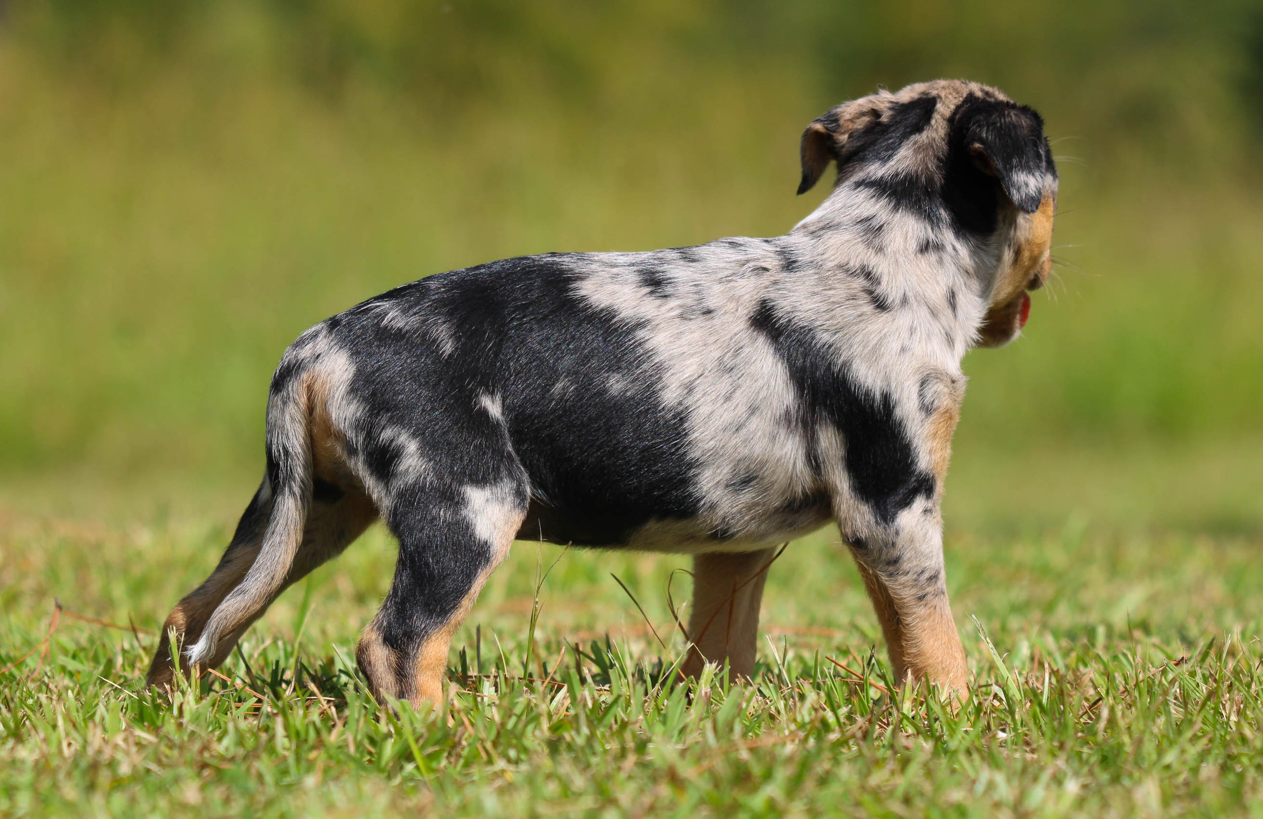 Catahoula Acd Blue Heeler Cattle Dog Mix Catahoula Information