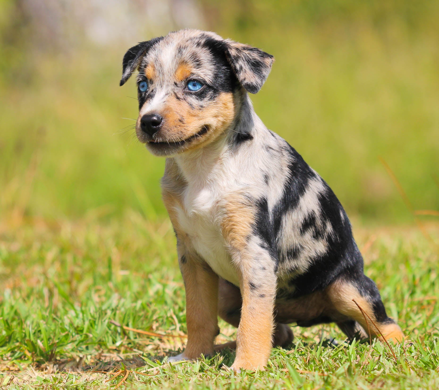Blue merle texas heeler shop