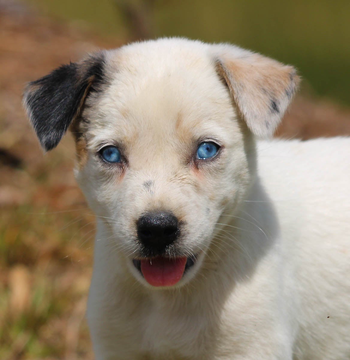 Husky Pitbull Mix Blue Heeler Husky Mix Puppy Blue Eyes Husky And