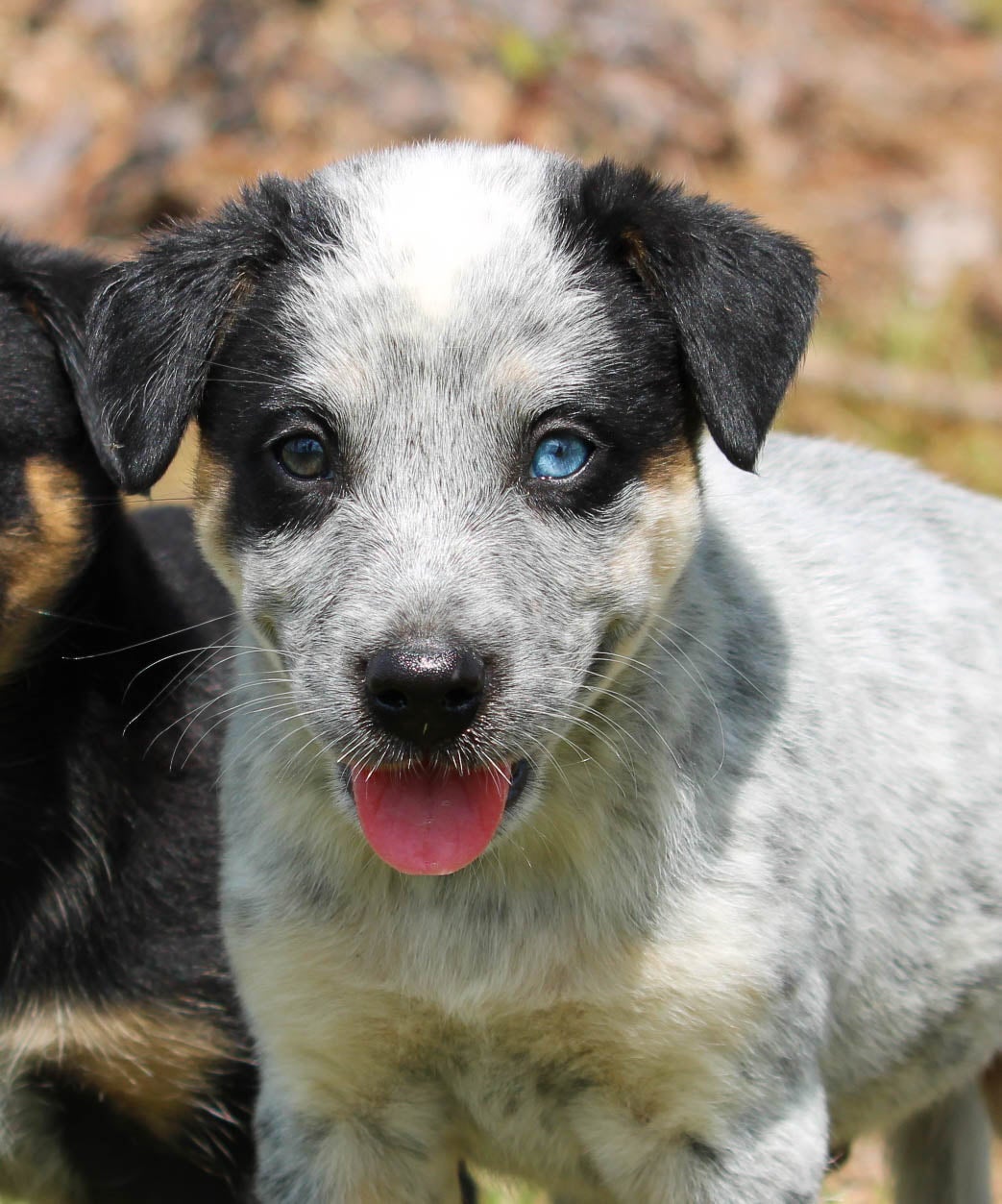 Blue Eyes Blue Heeler Husky Mix Puppies For Sale Shop Blue Heeler