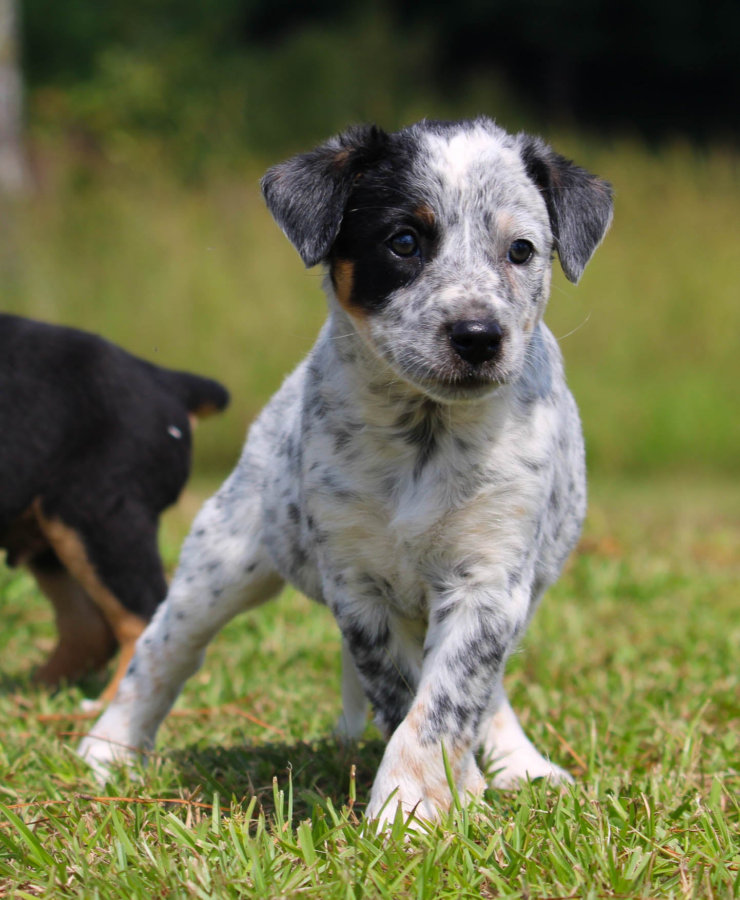 Week Old Heeler Lab Border Collie Cattle Dog Mix 10 Week Old