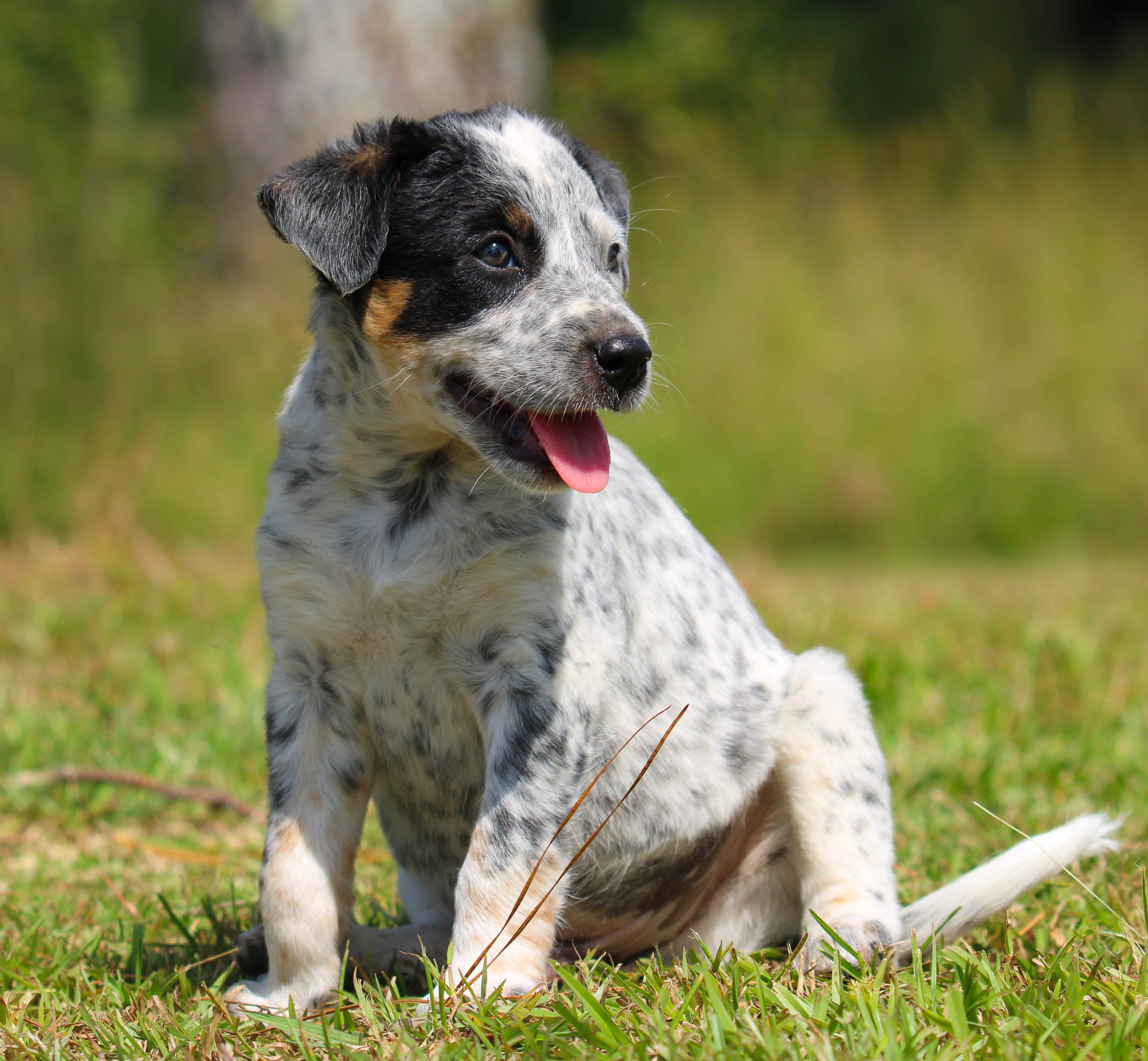 Dog Adoption Australian Cattle Dogs Puppies For Sale Queensland
