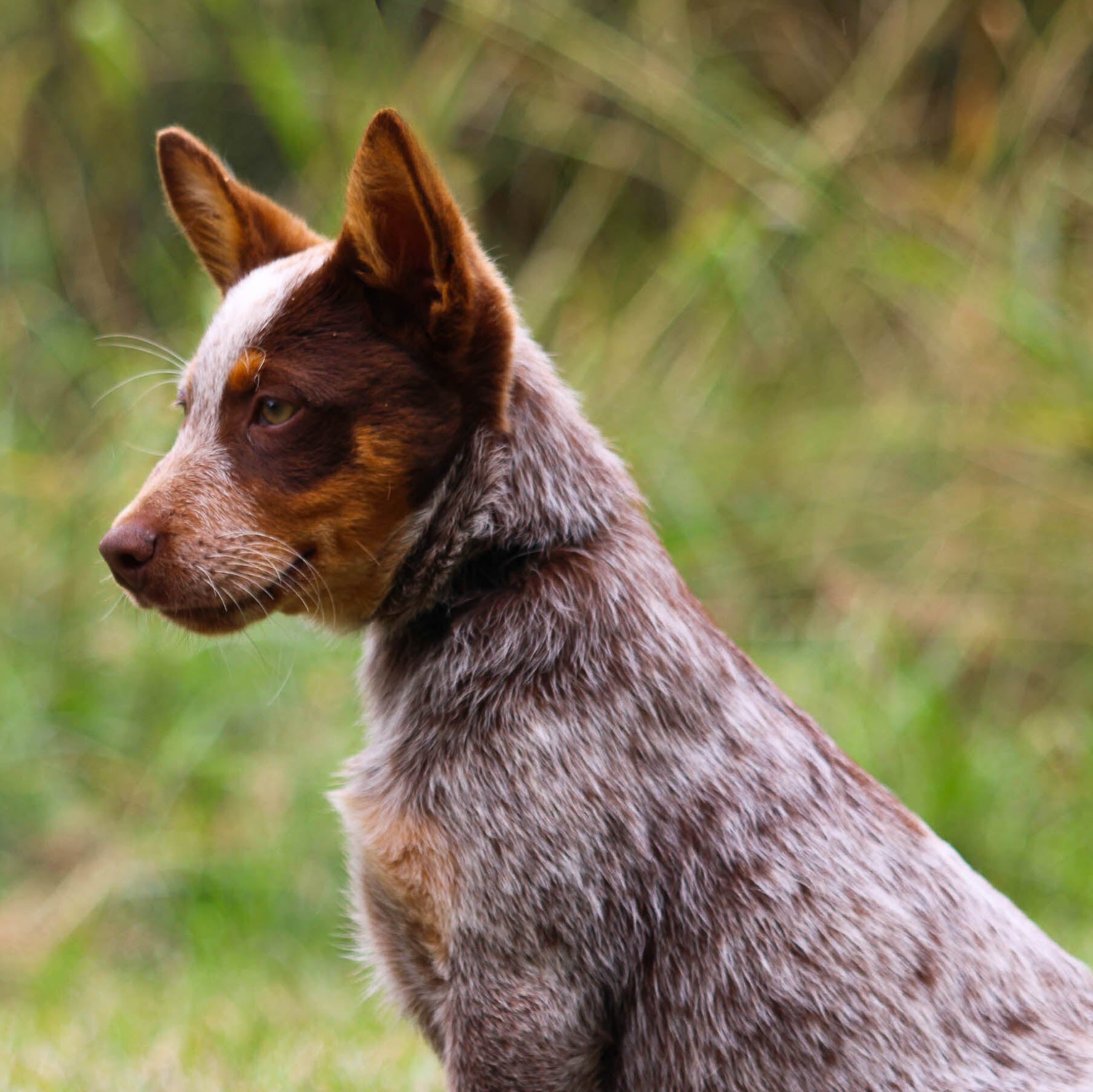 BRYCE Chocolate Heeler male 650 Herding pups