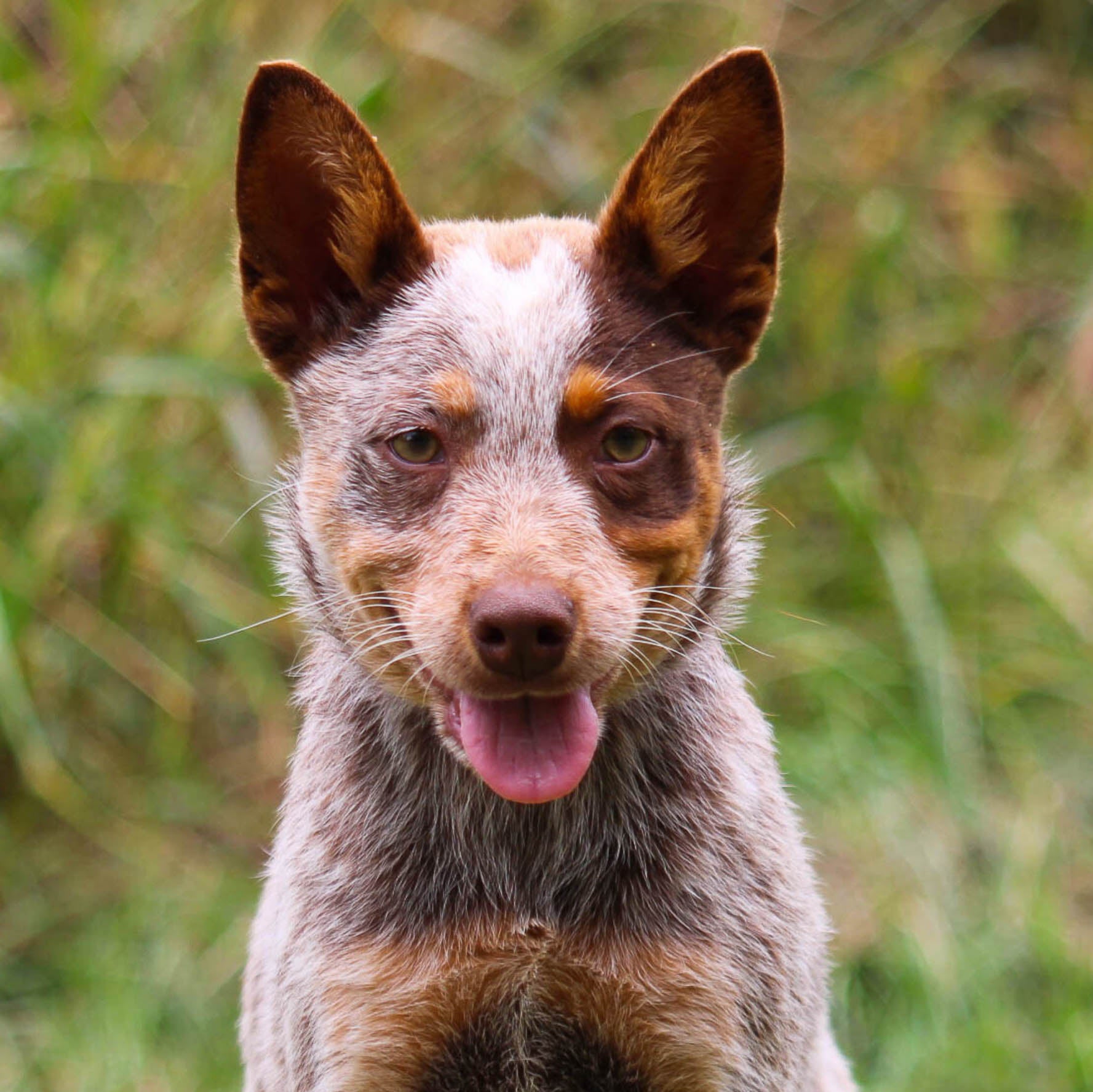 Chocolate heeler puppies for sale on sale