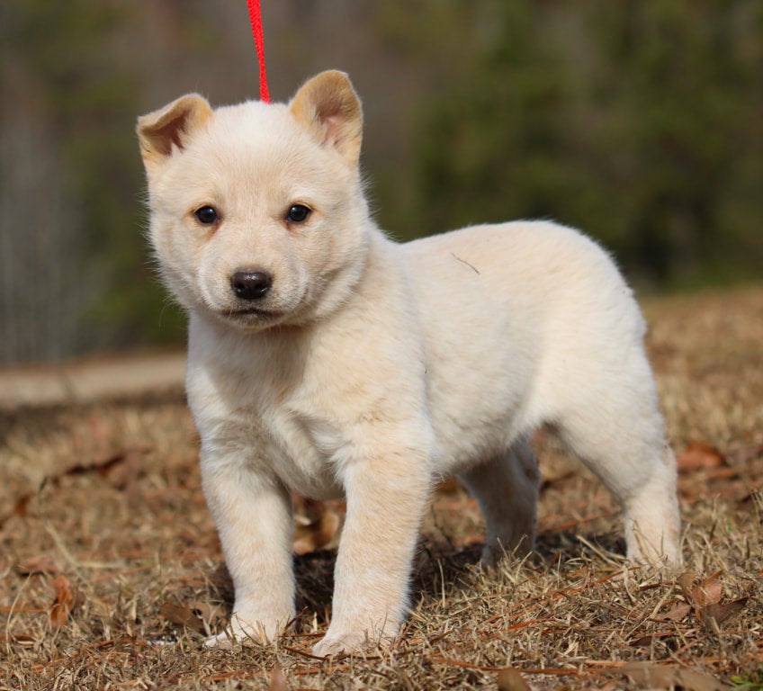 Blonde best sale cattle dog