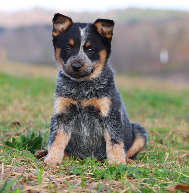 Queens blue sales heeler