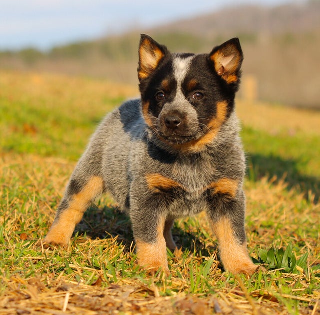 MARCH 2024 Herding pups