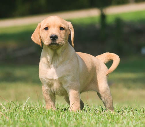 BUTTERCREAM Catahoula Cross Catahoula x Black Mouth Cur