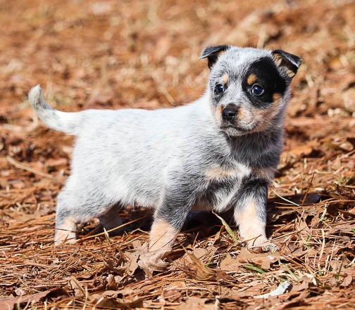 Lilac heeler hotsell