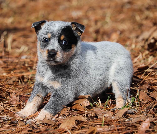 Lilac heeler 2025