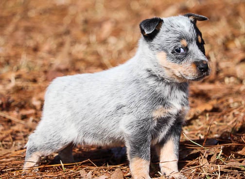 Lilac heeler hotsell