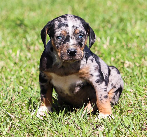 Blue leopard on sale dog